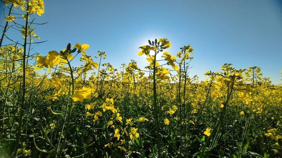 Em Giru&aacute;, lavouras de canola t&ecirc;m aspecto de jardim colorido