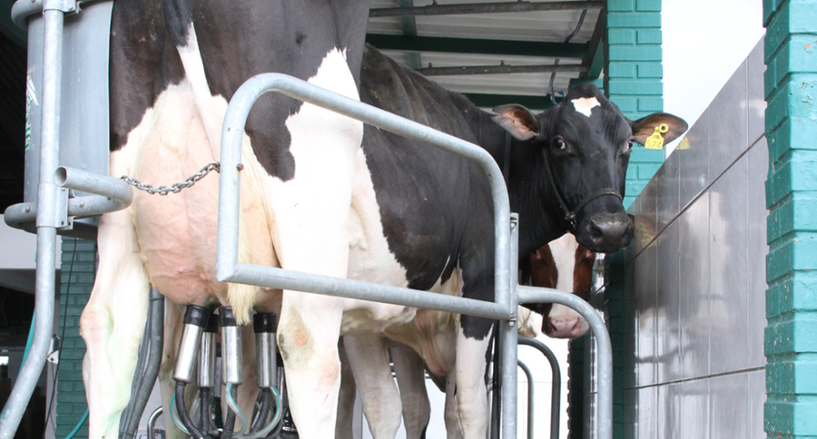 Pre&ccedil;os dos gr&atilde;os contribu&iacute;ram para compensar alta de combust&iacute;veis e fertilizantes, entre os insumos para produ&ccedil;&atilde;o de leite,