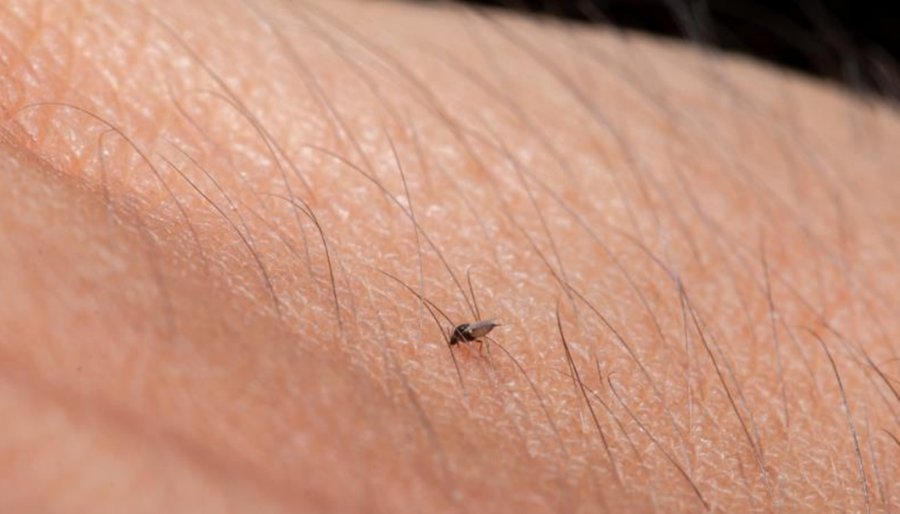 "Ca&ccedil;adores de v&iacute;rus" j&aacute; descobriu uma doen&ccedil;a rara transmitida por carrapatos na Tail&acirc;ndia e um surto infeccioso na Col&ocirc;mbia transmitido por mosquitos.