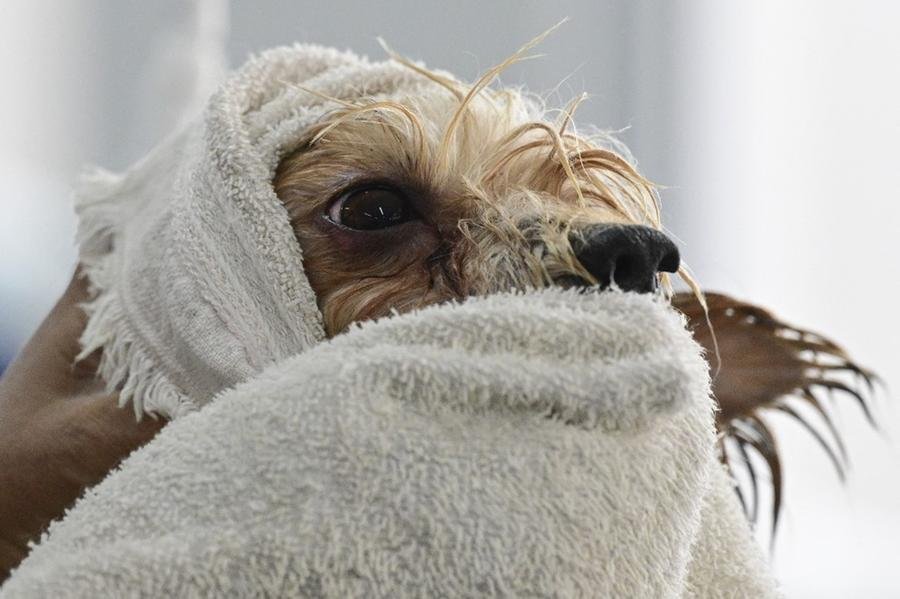 Animais recebem cada vez mais cuidados no Brasil