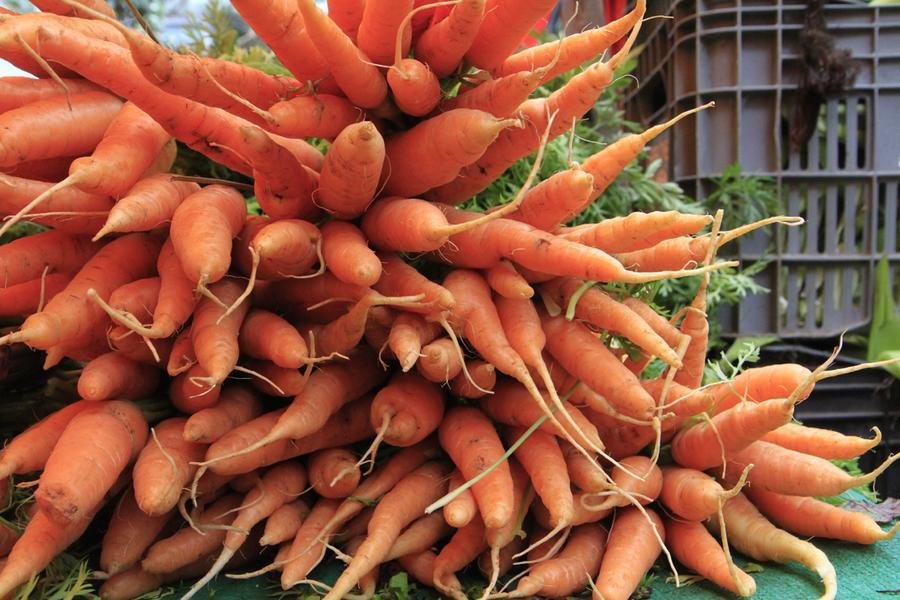 Aumento da oferta provocou queda do pre&ccedil;o da cenoura em todo o pa&iacute;s