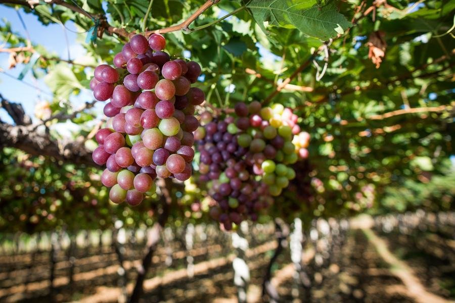 Impactada por El Ni&ntilde;o, produ&ccedil;&atilde;o de uva no Rio Grande do Sul teve quebra de 26,98% em 2024