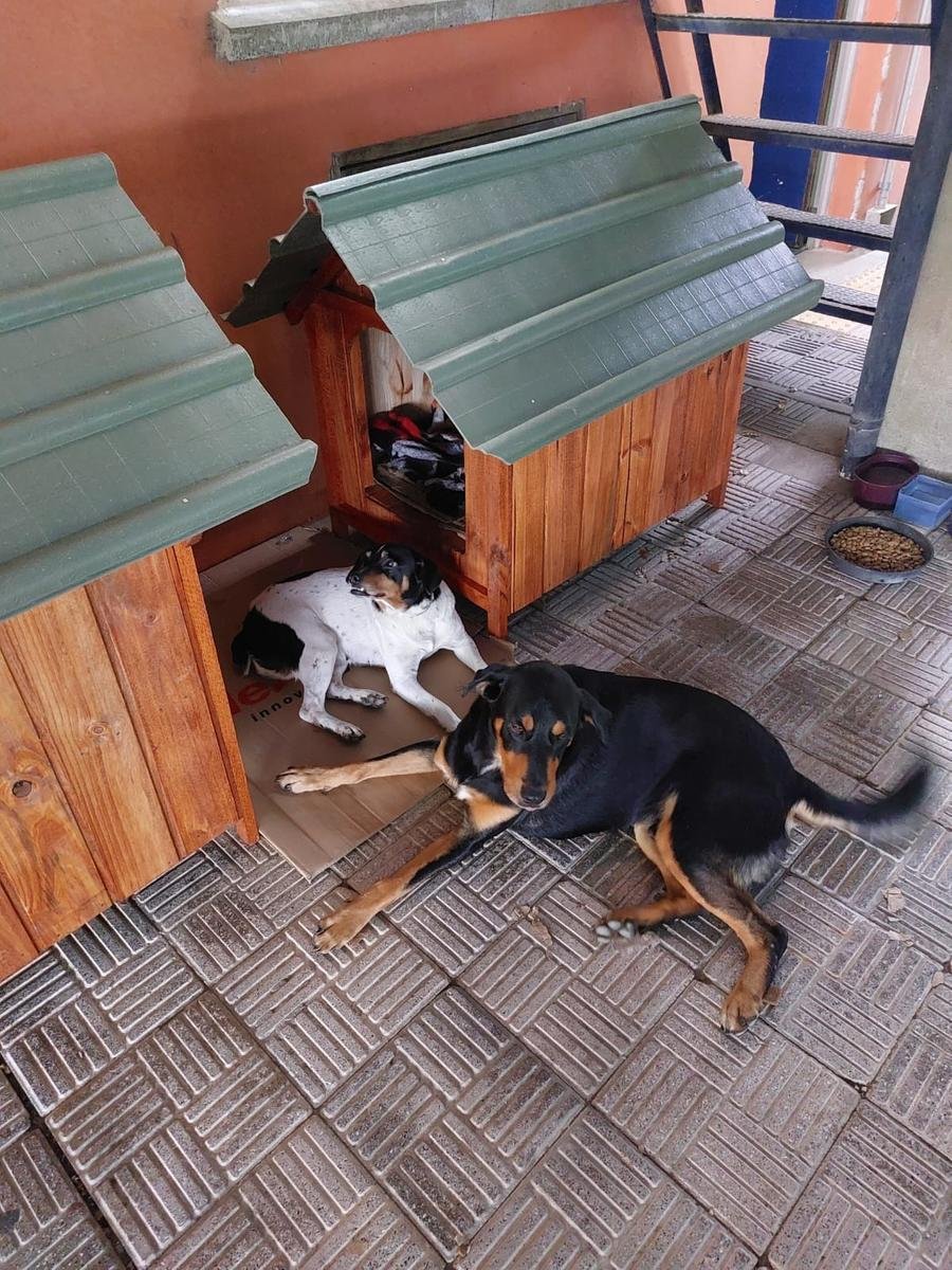 C&atilde;es Pipoca e Pirulitos vivem h&aacute; dois anos no Campus do Vale da Ufrgs