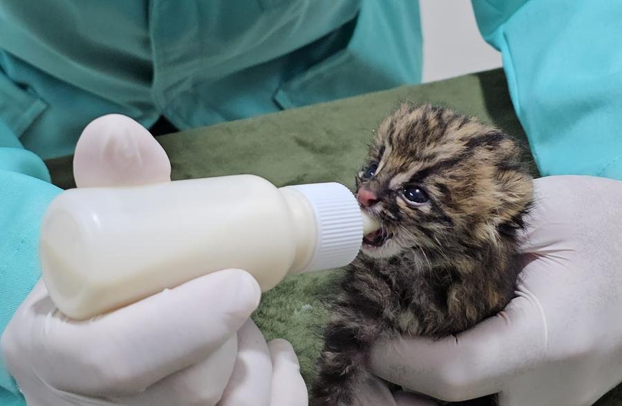Gato-do-mato Nasceu de forma natural no Gramadozoo, mas foi rejeitado pela m&atilde;e