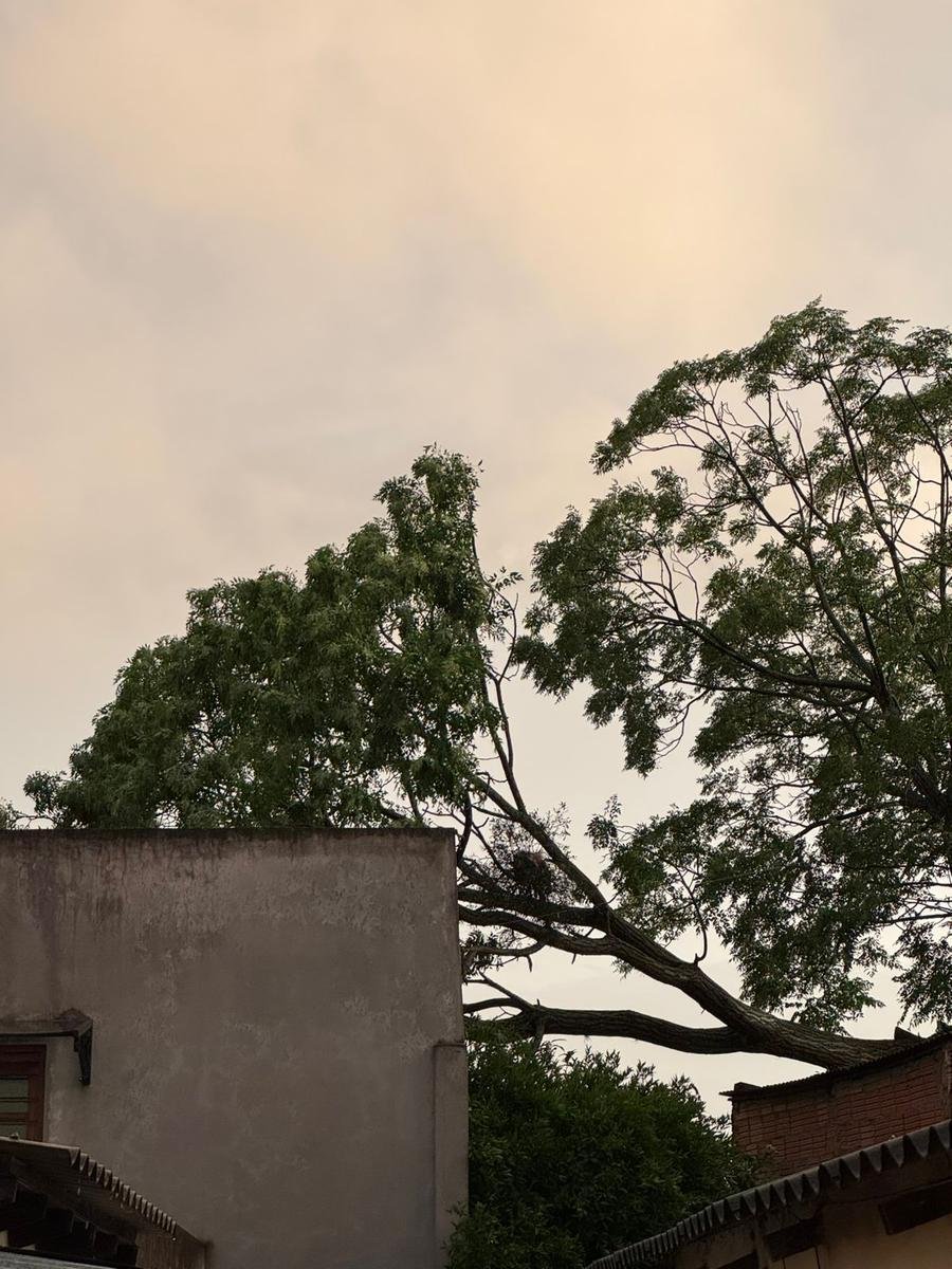 Vendaval derrubou &aacute;rvores e poste no RS
