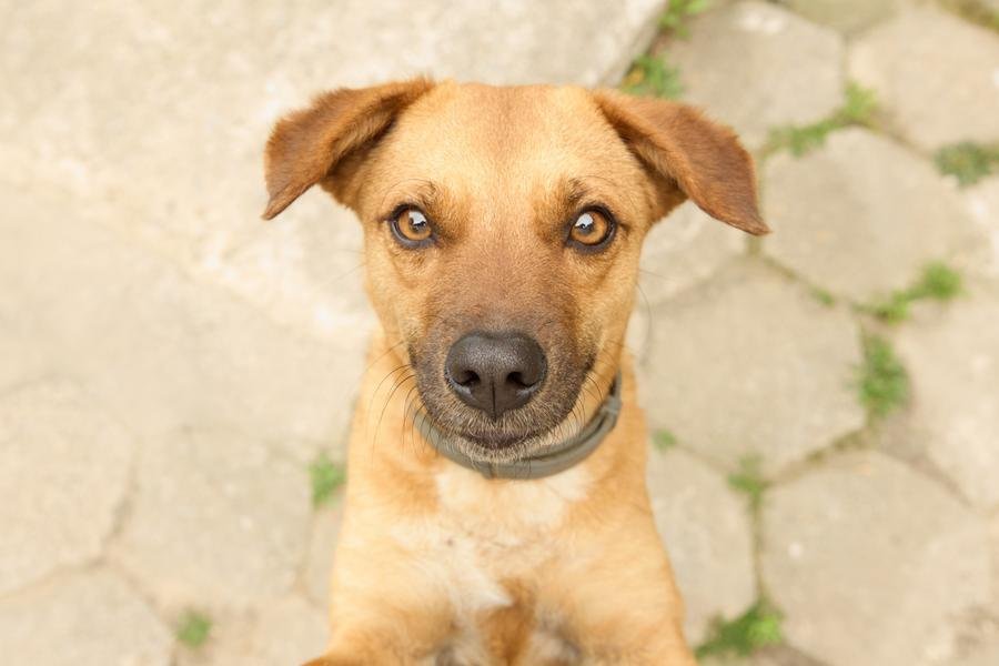 1,2 mil c&atilde;es e gatos abandonados na enchente seguem em abrigos provis&oacute;rios