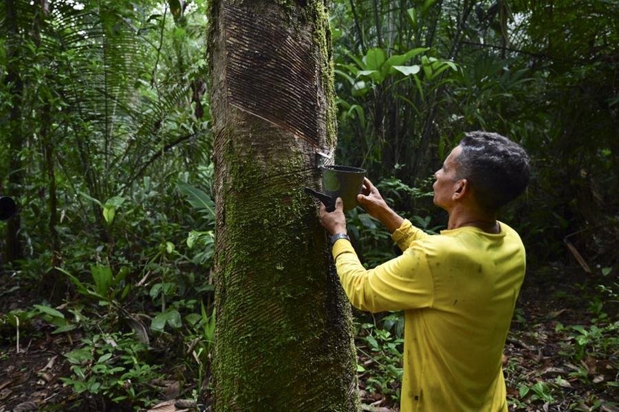 Extra&ccedil;&atilde;o de Borracha na Amaz&ocirc;nia
