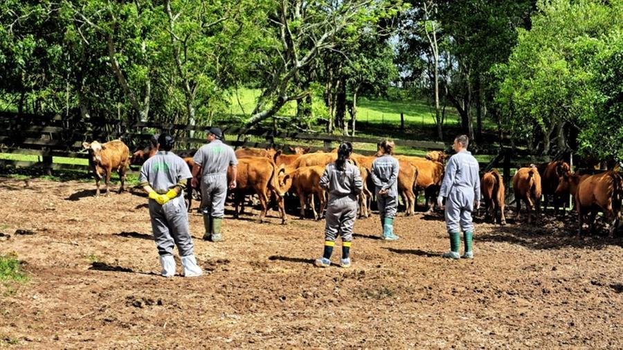 Qualquer suspeita da doen&ccedil;a deve ser notificada imediatamente &agrave; Inspetoria de Defesa Agropecu&aacute;ria