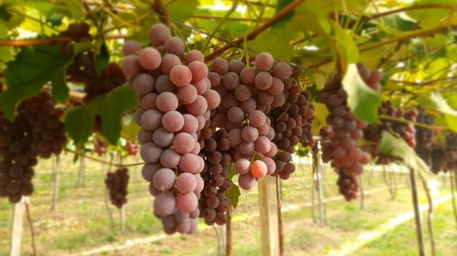 Desenvolvimento da uva nesta safra surpreendeu engenheiro agr&ocirc;nomo da Emater em Caxias do Sul