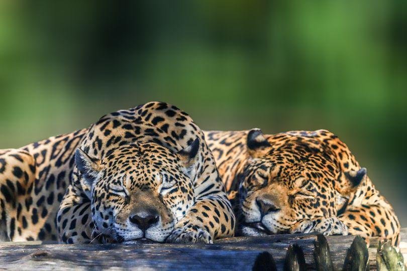 A imagem 'Pintadas de Pregui&ccedil;a', de Zeca Mantey, foi a vencedora anterior na categoria Animais no Concurso Fotogr&aacute;fico do Gramadozoo