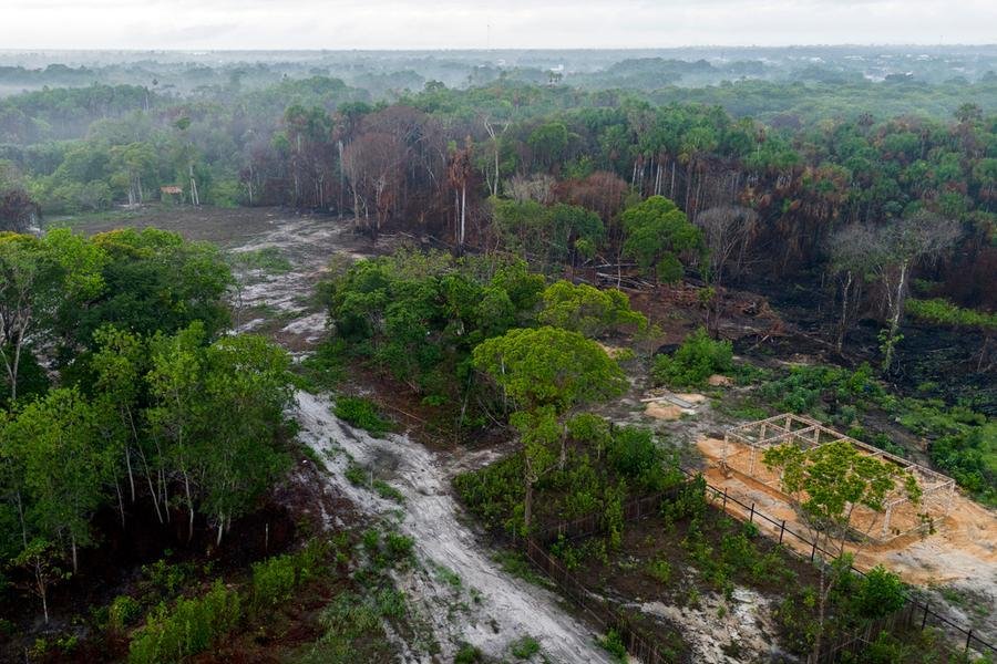 Especialistas destacaram que a perda de &aacute;rvores na Amaz&ocirc;nia, frequentemente causada pela expans&atilde;o ilegal da agricultura, representa uma amea&ccedil;a particular para as colheitas