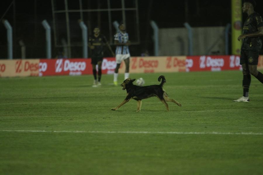 Cachorro invadiu o gramado em Novo Hamburgo quando partida ainda estava empatada