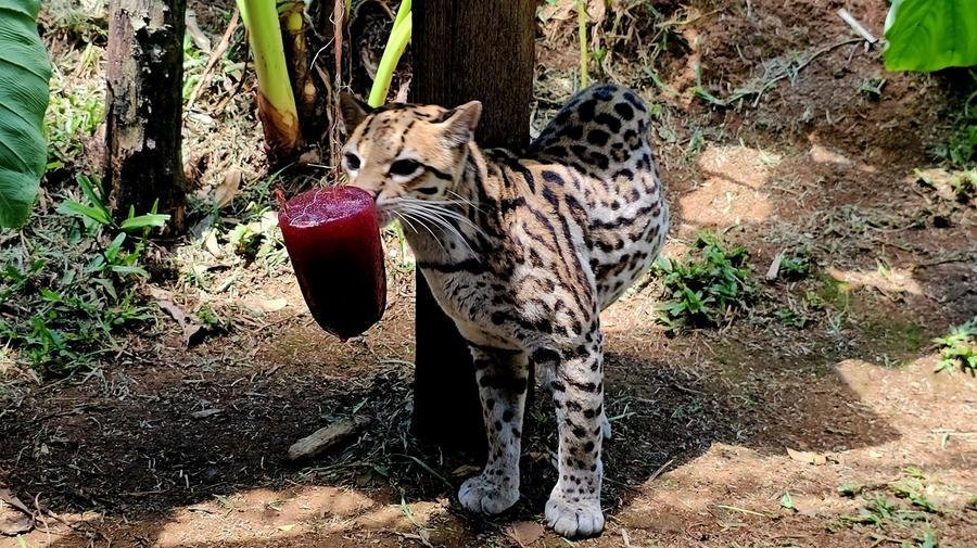 Jaguatirica n&atilde;o despreza um "geladinho" em dias de calor extremo