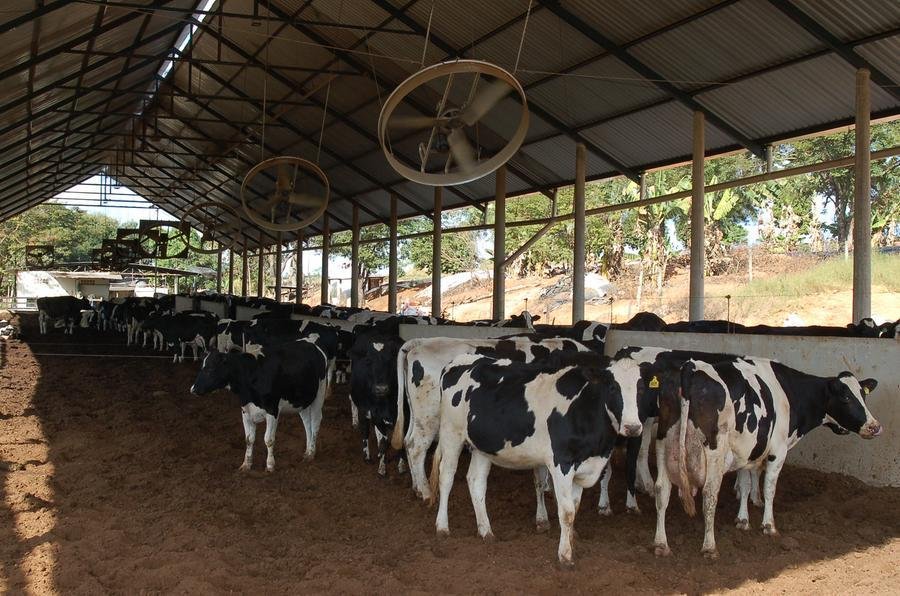 O custo com alimenta&ccedil;&atilde;o &eacute; uma das maiores despesas na produ&ccedil;&atilde;o de leite