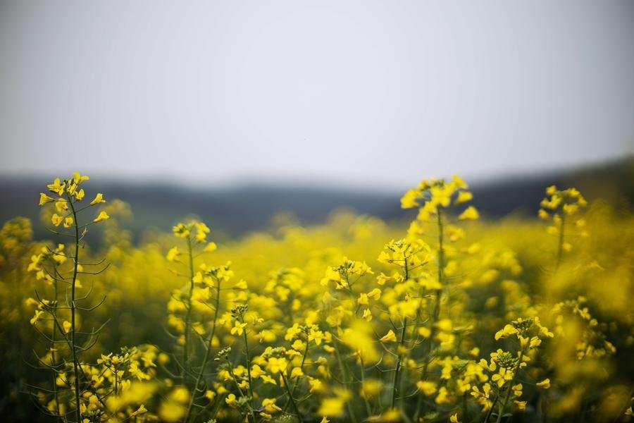 Canola