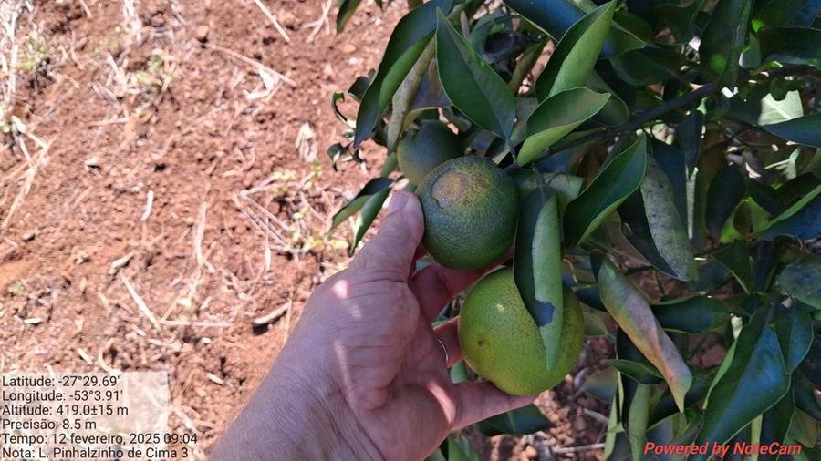 Danos s&atilde;o relatados pelos produtores rurais com forte impacto sobre culturas como a soja, milho, fruticultura e produ&ccedil;&atilde;o leiteira