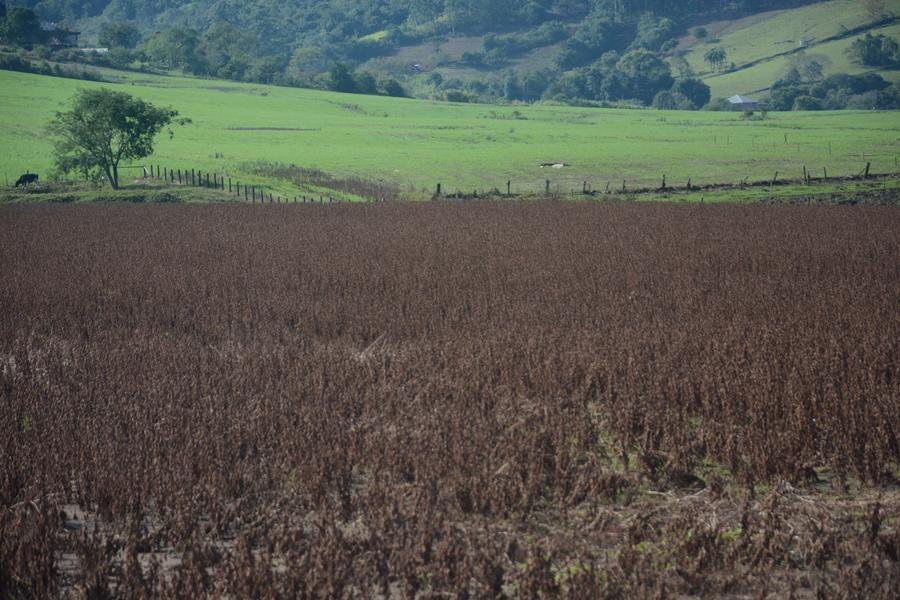 Galeria: Planta&ccedil;&atilde;o de soja