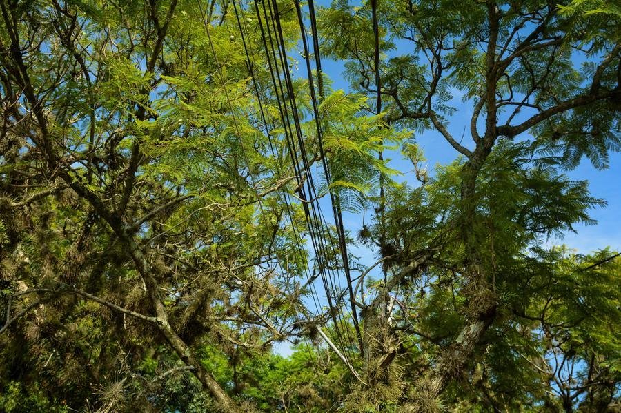 Iniciativa busca adaptar fia&ccedil;&atilde;o e estruturas de energia el&eacute;trica para evitar acidentes com animais