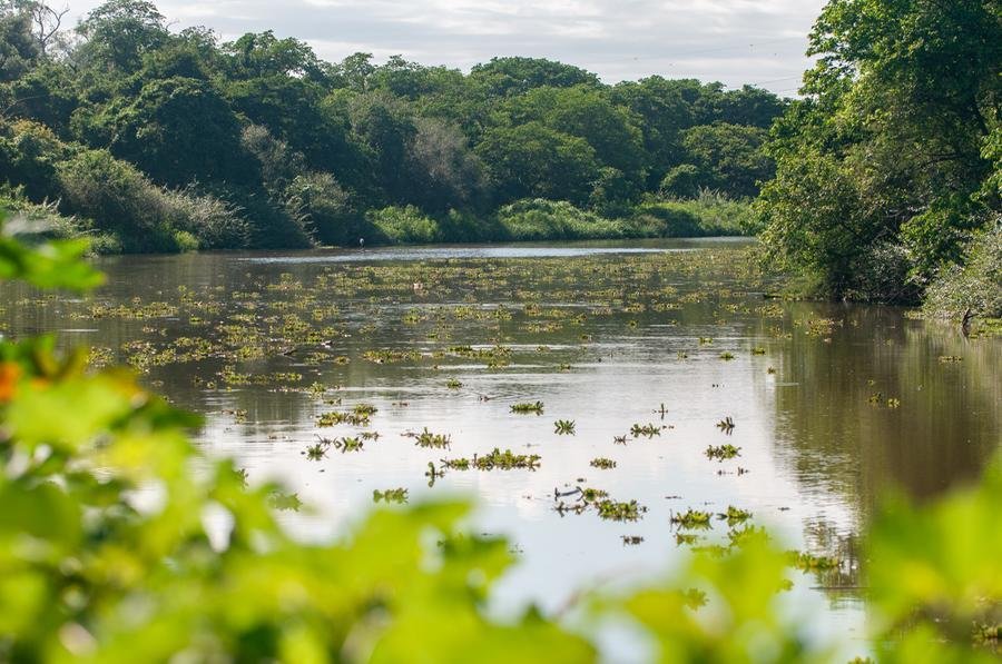 Em Canoas, o Rio Gravata&iacute; est&aacute; repleto de p&iacute;stias, tamb&eacute;m conhecido como alfaces d&rsquo;&aacute;gua
