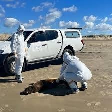 Fiscais estaduais examinam animal morto por gripe avi&aacute;ria no Taim, em fevereiro de 2024