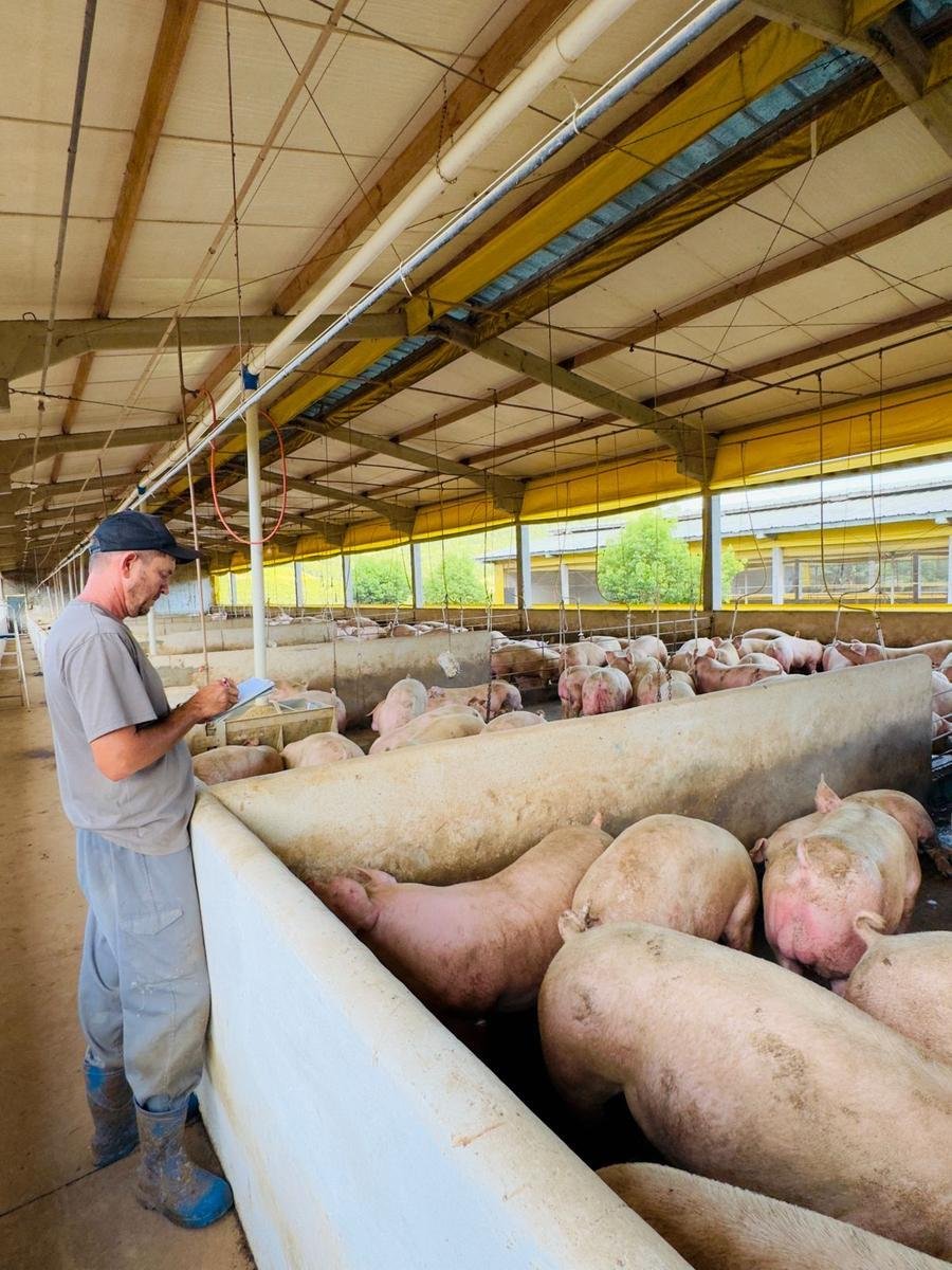 Em receita, a alta das exporta&ccedil;&otilde;es de janeiro a setembro da suinocultura brasileira chega a 24,6%, para US$ 2,702 bilh&otilde;es