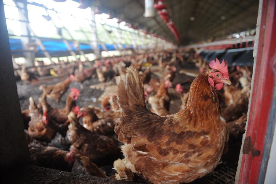 Portanto, o M&eacute;xico decidiu suspender a importa&ccedil;&atilde;o de produtos av&iacute;colas do Brasil enquanto recebe informa&ccedil;&otilde;es de sa&uacute;de animal sobre a resposta ao surto", informou o governo mexicano