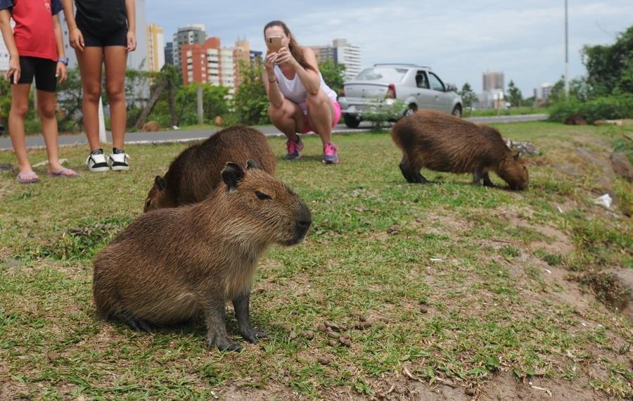 Presen&ccedil;a dos animais na beira do Rio Mampituba atraiu a aten&ccedil;&atilde;o de veranistas