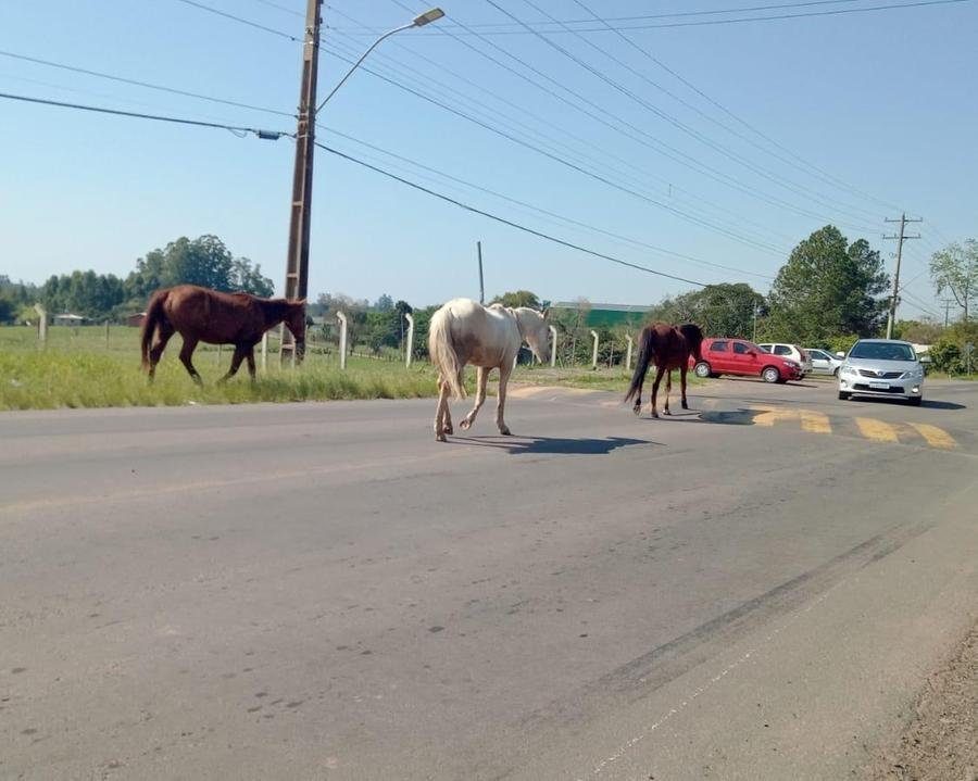 Animais se soltam causando confus&atilde;o no tr&acirc;nsito, e correndo risco de acabarem feridos