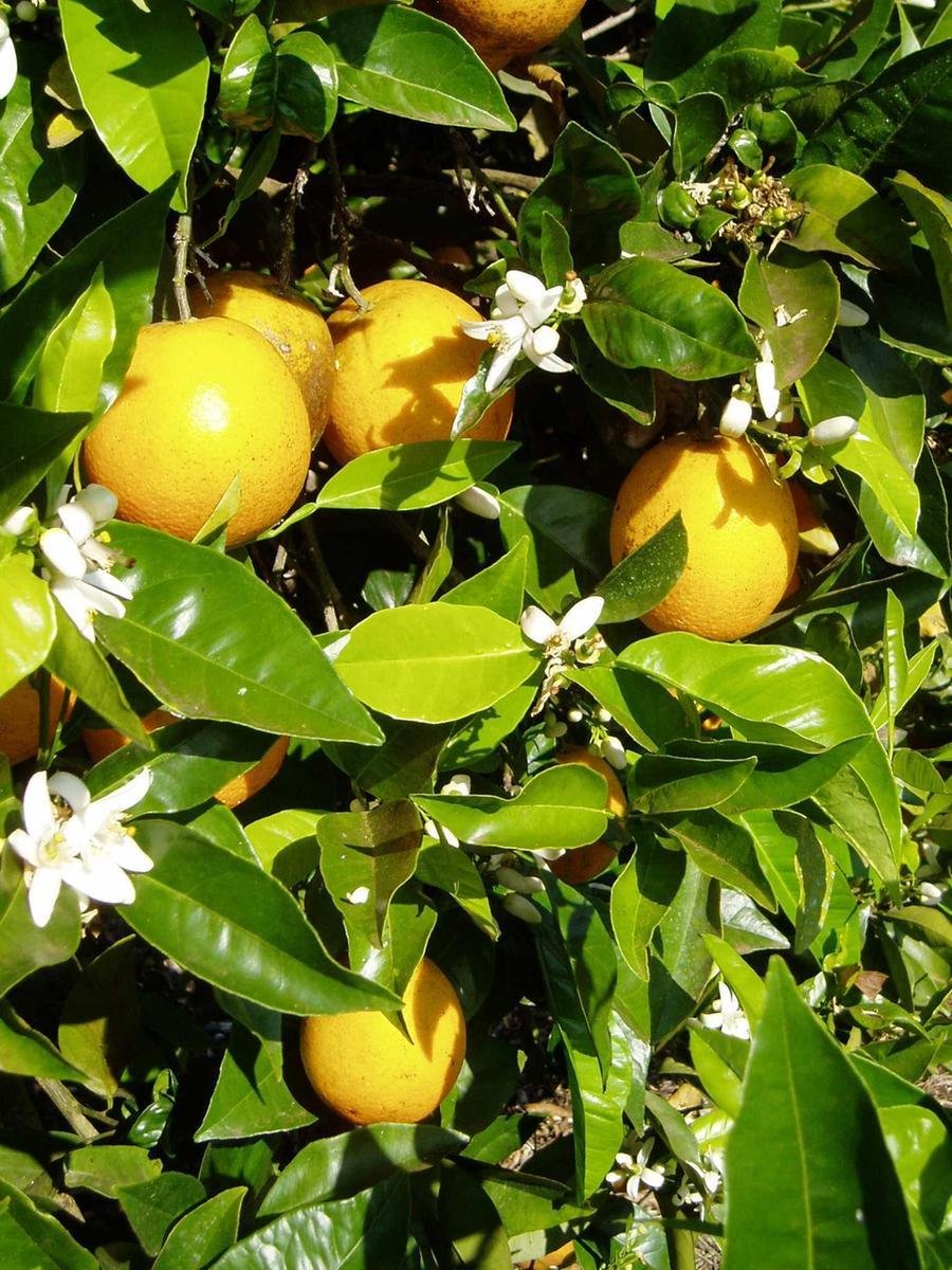 Regi&atilde;o &eacute; a maior produtora da fruta no Rio Grande do Sul e expectativa inicial de produtividade era 30 a 35 toneladas por hectare