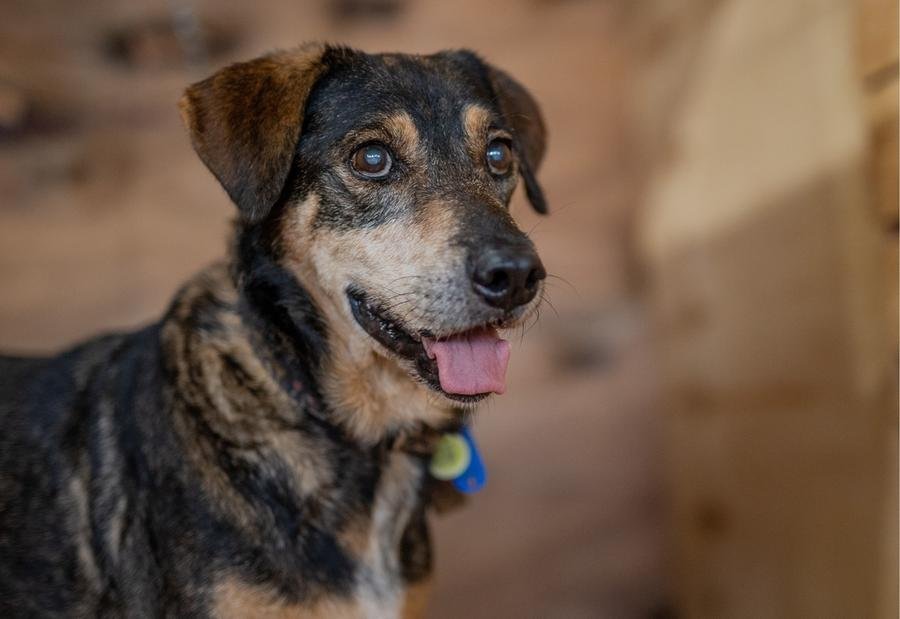 Ser&atilde;o 96 animais dispon&iacute;veis para a ado&ccedil;&atilde;o durante o fim de semana