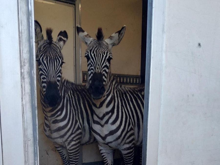 Duas zebras foram encaminhadas para abrigo