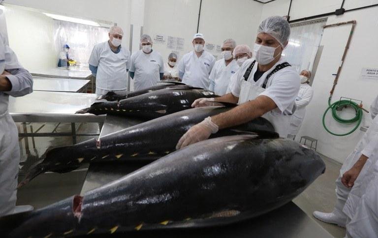 O atum ser&aacute; a primeira esp&eacute;cie de  pescado brasileira a ser rastreada