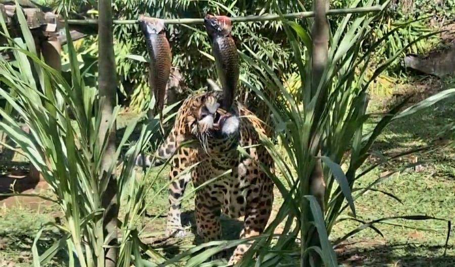 Animais do Gramadozoo ganham peixes na Sexta-feira Santa