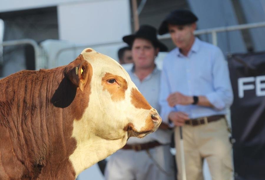 A 2&ordf; Fenagen Promebo ocorrer&aacute; de 2 a 5 julho, na Associa&ccedil;&atilde;o Rural de Pelotas, levando &agrave; pista animais das ra&ccedil;as Hereford, Braford, Angus, Ultrablack, Brangus, Charol&ecirc;s e Devon