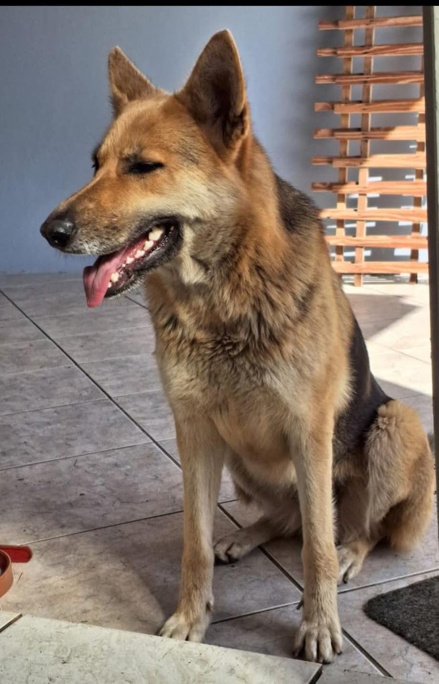 Chaline &eacute; d&oacute;cil, j&aacute; &eacute; idosa e estava usando uma peiteira vermelha da &uacute;ltima vez que foi vista