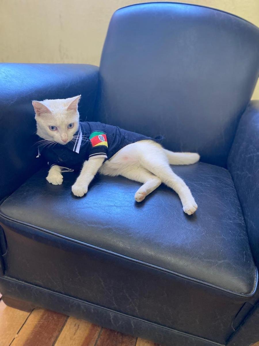 A gata tem at&eacute; uniforme especialmente feito para ela