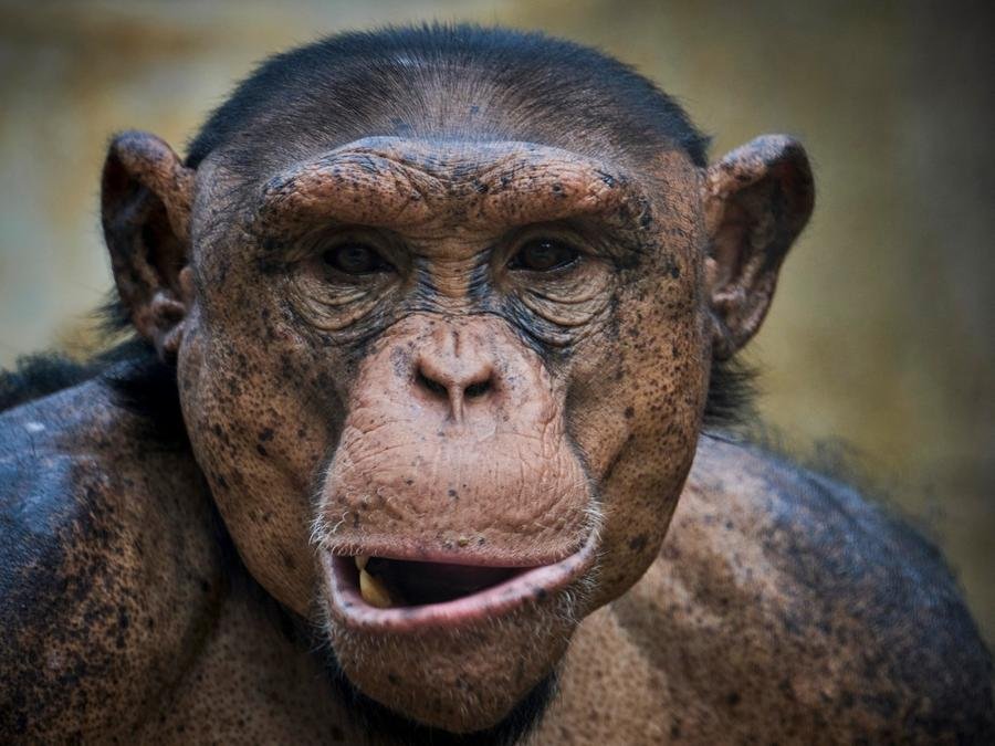 Pesquisadores descobriram que subesp&eacute;cies que vivem locais distintos t&ecirc;m estilos pr&oacute;prios de percuss&atilde;o
