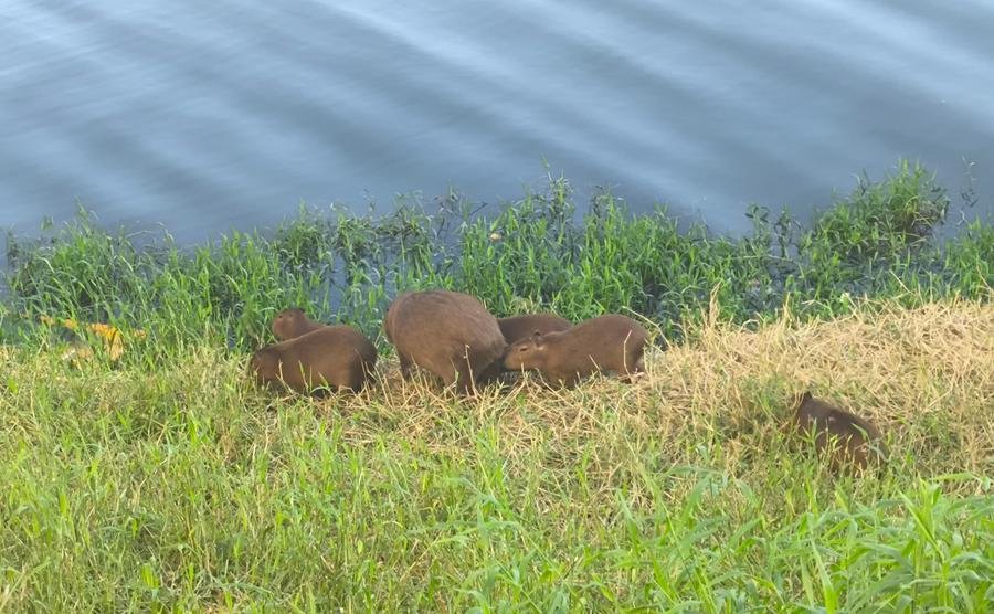 Capivaras foram observadas pastando ao lado do Arroio Dil&uacute;vio