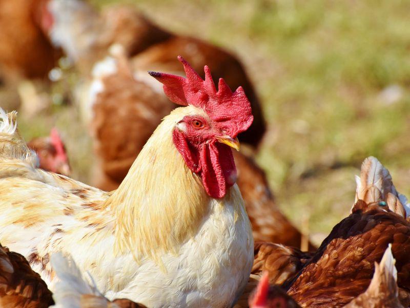 Infectologista ressalta que apesar da confirma&ccedil;&atilde;o de foco em aves comerciais n&atilde;o h&aacute; risco de transmiss&atilde;o da gripe avi&aacute;ria por consumo de ovos ou carne das aves