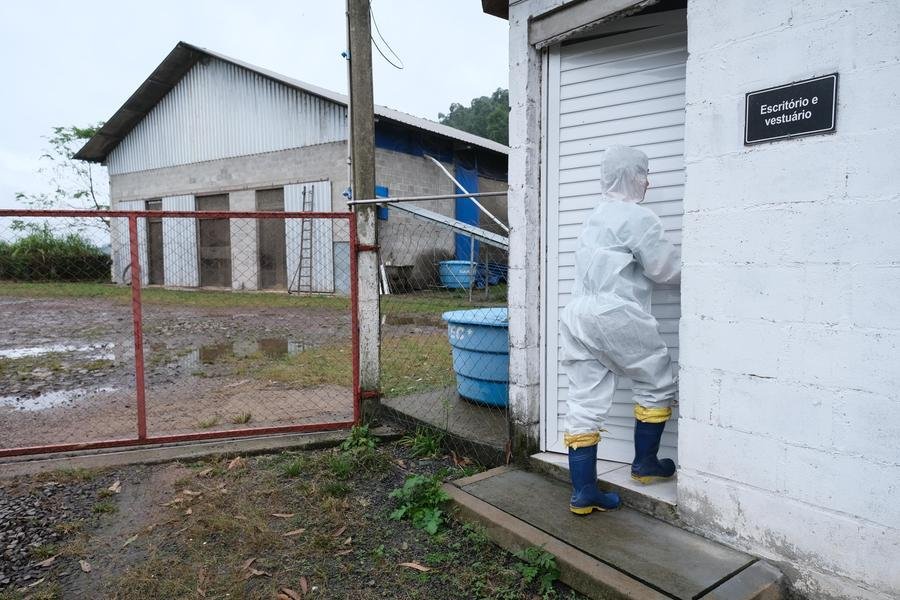 Granjas fora do raio de infec&ccedil;&atilde;o em Montenegro refor&ccedil;am seguran&ccedil;a ap&oacute;s confirma&ccedil;&atilde;o de Gripe Avi&aacute;ria.