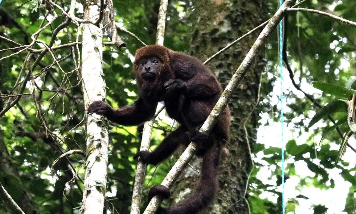 A medida busca proteger a esp&eacute;cie, amea&ccedil;ada de extin&ccedil;&atilde;o, diante dos riscos provocados pela rede el&eacute;trica em regi&otilde;es com registros frequentes de acidentes