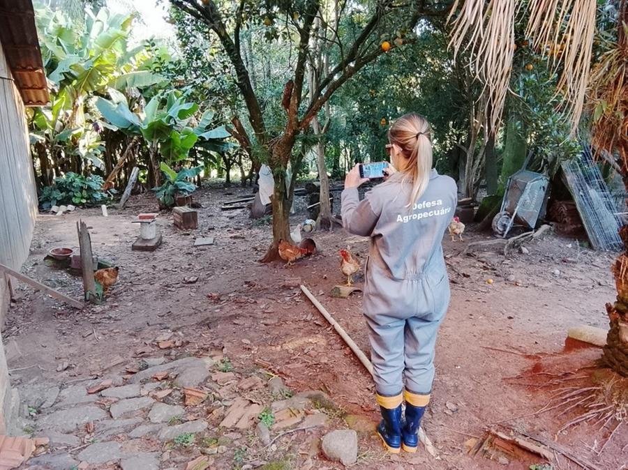 Com a confirma&ccedil;&atilde;o da doen&ccedil;a, fiscaliza&ccedil;&atilde;o sanit&aacute;ria visitou todas as 540 propriedades cadastradas dentro do per&iacute;metro do foco