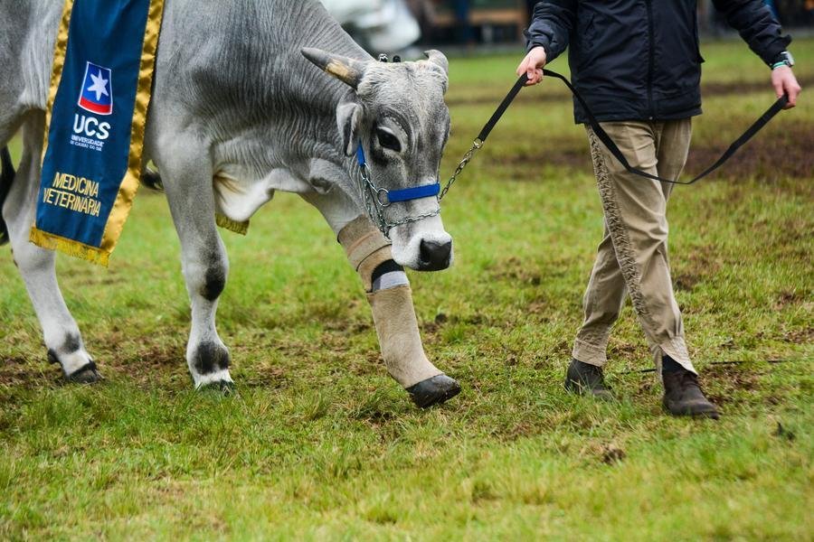 Boi Valente, que possui uma pr&oacute;tese na pata dianteira depois de sobreviver &agrave; enchente, participou da abertura oficial da Expointer 2025