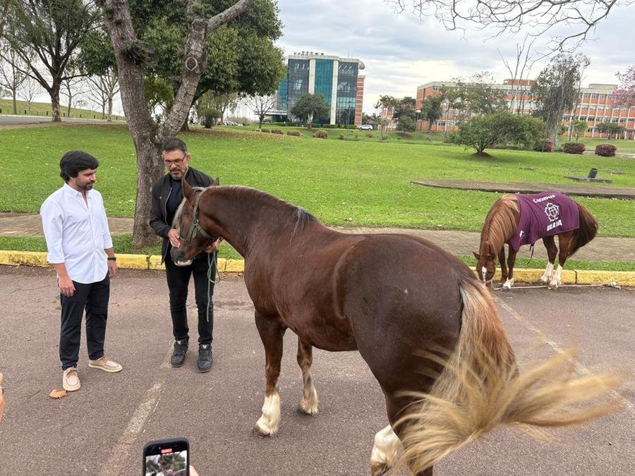 Cavalos Loirinho e Caramelo passaram a viver juntos na fazenda-escola da Universidade Luterana do Brasil (Ulbra)