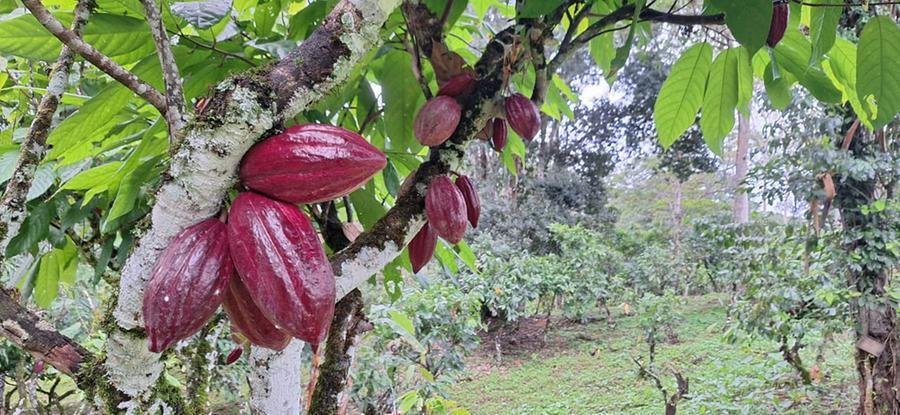 Cacaueiros s&atilde;o plantados em meio &agrave; mata Atl&acirc;ntica, ajudando a preservar a biodiversidade local, em um sistema chamado de cabruca