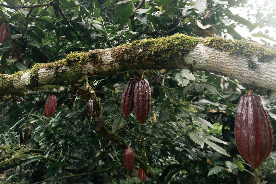 Chocolates comercializados no Pa&iacute;s ter&atilde;o de seguir percentuais m&iacute;nimos de cacau na composi&ccedil;&atilde;o, previstos por lei