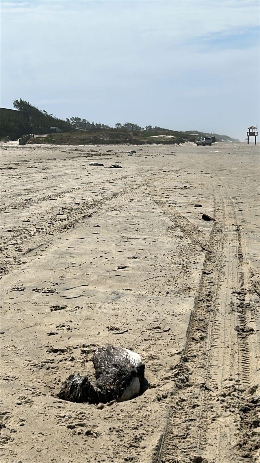 No &uacute;ltimo fim de semana, animais mortos foram registrados na praia de Costa do Sol, no RS