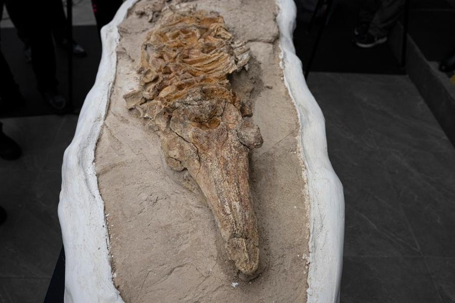 Um esqueleto petrificado completo de um Lomacetus sp &eacute; apresentado no Instituto Geol&oacute;gico, de Minera&ccedil;&atilde;o e Metalurgia (INGEMMET) em Lima