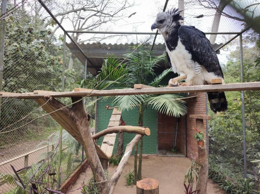 Ap&oacute;s passar por um breve per&iacute;odo de adapta&ccedil;&atilde;o, a ave j&aacute; pode ser visitada pelo p&uacute;blico do Parque Zool&oacute;gico