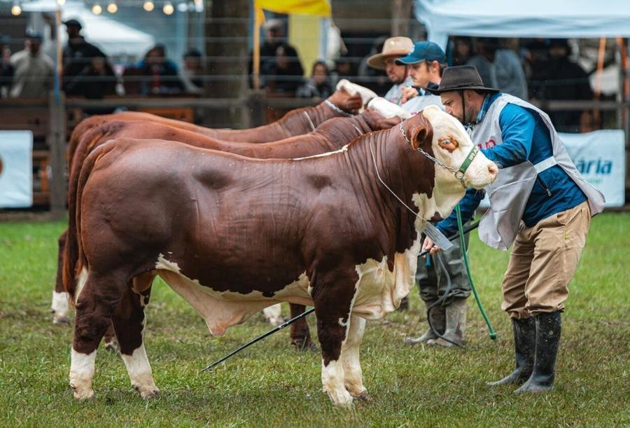 A perspectiva da ABHB &eacute; que participe um n&uacute;mero expressivo de animais